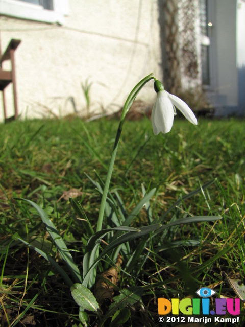 SX21489 Snowdrop (Galanthus nivalis) in garden